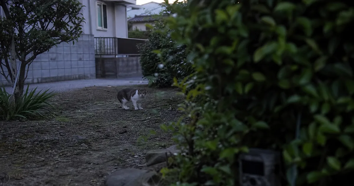 植え込み付近に設置された見守りカメラ