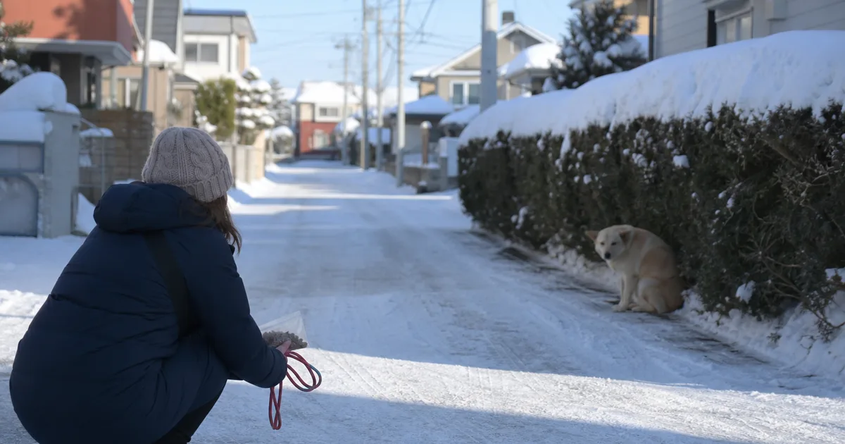 迷子犬に距離を保って近づく様子